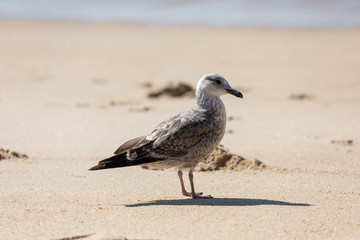 Seagull on the sand on a sunny day