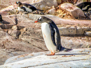 Antarctica