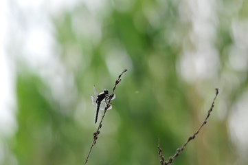 close up detail of dragonfly. dragonfly image is wild with green and bokeh background.