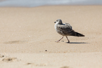 Seagull on the sand on a sunny day