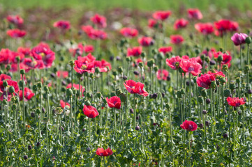 Big garden red poppy flowers nature background