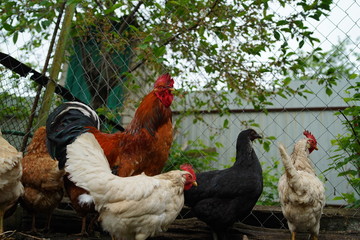 Red chicken walking in paddock. Ordinary red rooster and chickens looking for grains while walking in paddock on farm