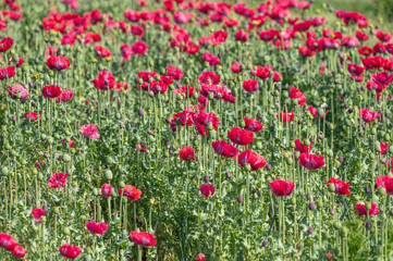 Obraz na płótnie Canvas Big garden red poppy flowers nature background
