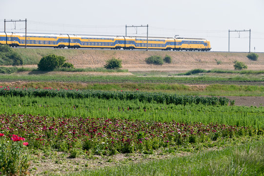 Summer vacation in Zeeland, Netherlands, railways and blossom of garden red poppy flowers, travel background