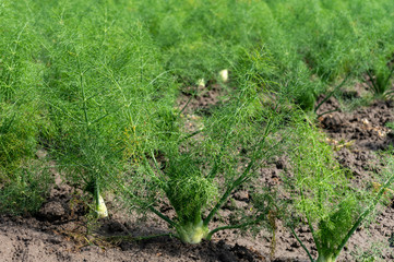 Farm field with growing green annual Florence Fennel bulbing plants. Foeniculum vulgare azoricum.