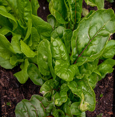 Die Mangoldpflanzen gedeihen prächtig