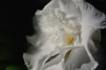 Gardenia flower a genus of flowering plants in the coffee family.