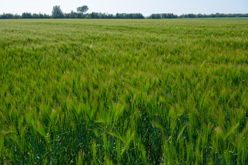 Spring barley grain fields with unripe green crops
