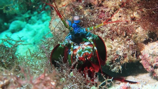 Close up of Peacock Mantis Shrimp. Tropical underwater word. Philippines. Bohol.