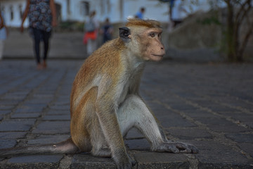 A Sri Lankan monkey sitting nearby road at dambulla cave temple