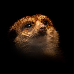 a fine art portrait of an attentive meerkat