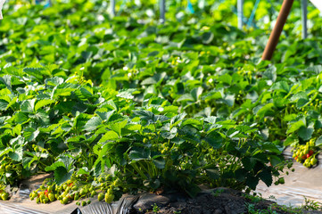 Cultivation of strawberry fruits using the plasticulture method, plants growing on plastic mulch in walk-in greenhouse tunnels