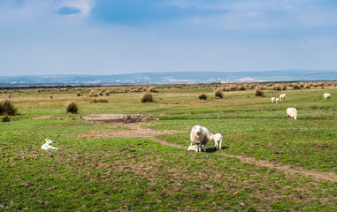 Sheep grazing safely. Northam Burrows, near Bideford and Westward Ho , north Devon. Spring lambs.