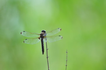 close up detail of dragonfly. dragonfly image is wild with green and bokeh background.