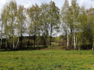 trees grove birch green grass landscape