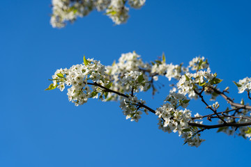 White flowers and blue sky