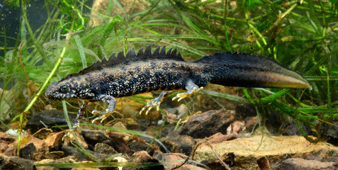 Crested newt, male / Kammmolch-Männchen (Triturus cristatus) 