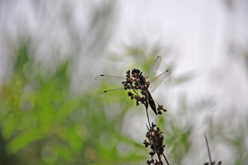 close up detail of dragonfly. dragonfly image is wild with green and bokeh background.
