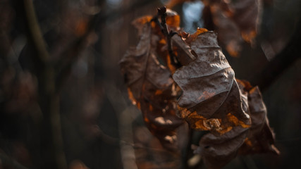 close up of a autumn leaf on a branch