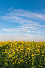 Yellow rapeseed field. Endless Field of Rapeseed blossoming, agricultural Landscape under Blue Sky with Clouds