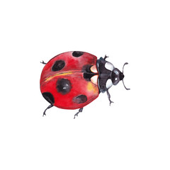 Illustration of realistic natural ladybug insect. Closeup top view. Watercolor hand painted isolated element on white background.