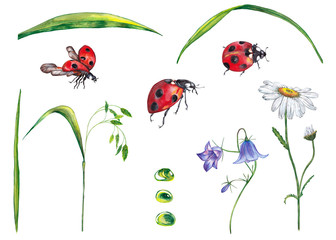 Big set of colorful realistic meadow plants. Green grass, spikelet, leaves, violet bellflower, white daisy, ladybugs in different view. Watercolor hand painted isolated elements on white background.