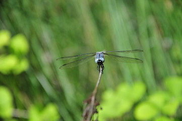 close up detail of dragonfly. dragonfly image is wild with green and bokeh background.