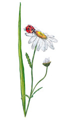 Illustration of realistic summer plant. Colorful green grass with white chamomile and ladybug. Fragment of meadow wildlife. Watercolor hand painted isolated elements on white background.