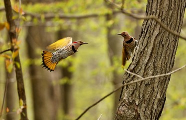 Northern flicker  during breeding time. Natural scene from Wisconsin state park.