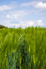 bent straws in the cornfield, in the middle of a fresh lane in the cornfield