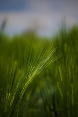 straw of a cereal stalk in a cereal field