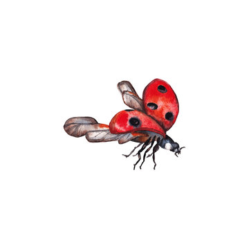 Illustration of realistic natural ladybug. Closeup flying insect. Watercolor hand painted isolated element on white background.