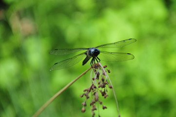 close up detail of dragonfly. dragonfly image is wild with green and bokeh background.