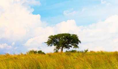 Fototapeta na wymiar Acacia tree in the open savanna, south africa