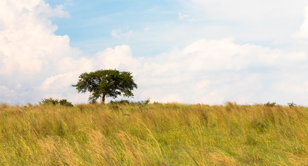 Fototapeta na wymiar Acacia tree in the open savanna, south africa