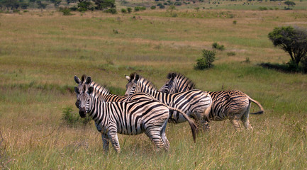 Fototapeta na wymiar Herd of zebra in the wild savannah, natural habitat