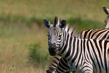 Portrait of a Zebra in Africa, natural habitat