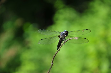 close up detail of dragonfly. dragonfly image is wild with green and bokeh background.