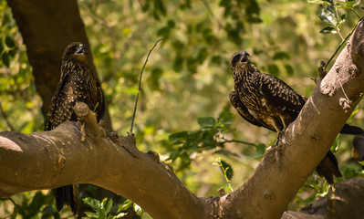 bird on a branch