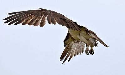 Osprey -  It is a large raptor, reaching more than 60 cm in length and 180 cm across the wings.
