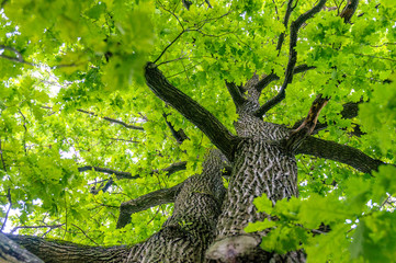 double-barrelled oak with green foliage, bottom view