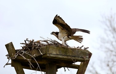 Osprey -  It is a large raptor, reaching more than 60 cm in length and 180 cm across the wings.
