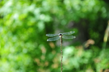 close up detail of dragonfly. dragonfly image is wild with green and bokeh background.