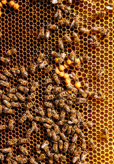 honeycomb with bee on it