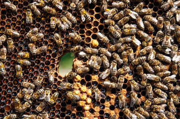 honeycomb with bee on it