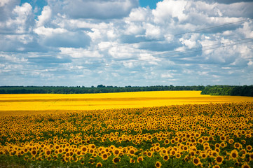 Fototapeta premium sunflower field on a sunny day