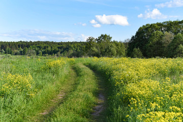 Fototapeta na wymiar a grassy road in a field of flowers
