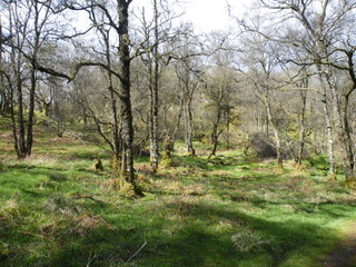 Open canopy woodland in early spring