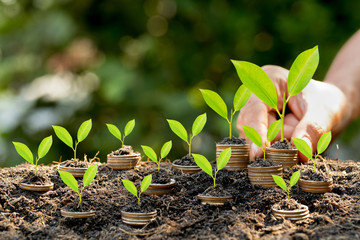Hand putting coin on coin stack growing graph with green bokeh background,investment concept.tree growing on coin,Business Finance and Save Money concept