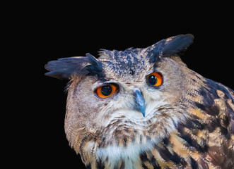 Owl on dark background.